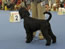 681 Cherni Talisman Angel-Strazhnik - Champion Dogs