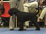 688 Tacillan Super Snooper - Champion Dogs 4