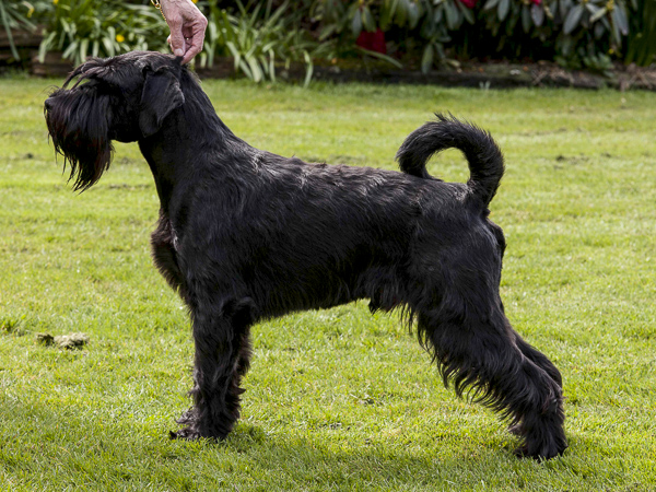 Klabauter Standard Schnauzers